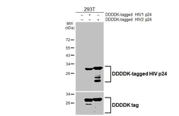 Anti-HIV p24 antibody [HL3937] used in Western Blot (WB). GTX642182