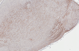 Anti-GPR40 antibody [HL3956] used in IHC (Paraffin sections) (IHC-P). GTX642206