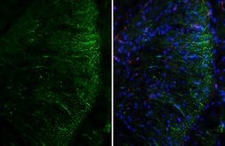 Anti-Adenosine A2b Receptor antibody [HL3959] used in IHC (Frozen sections) (IHC-Fr). GTX642209