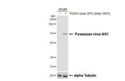 Anti-Powassan virus NS1 antibody [HL3963] used in Western Blot (WB). GTX642213
