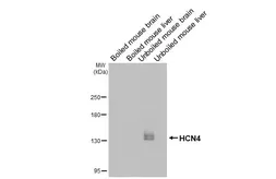 Anti-HCN4 antibody [GT112] used in Western Blot (WB). GTX642220