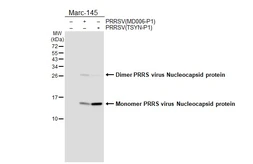 Anti-PRRS virus Nucleocapsid protein antibody [GT119] used in Western Blot (WB). GTX642224