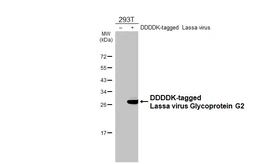 Anti-Lassa virus Glycoprotein G2 antibody [HL4006] used in Western Blot (WB). GTX642337