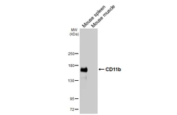 Anti-CD11b antibody [HL4028] used in Western Blot (WB). GTX642359