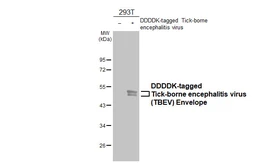 Anti-Tick-borne encephalitis virus (TBEV) Envelope antibody [HL4033] used in Western Blot (WB). GTX642364