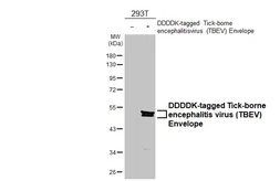 Anti-Tick-borne encephalitis virus (TBEV) Envelope antibody [HL4034] used in Western Blot (WB). GTX642365