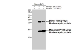 Anti-PRRS virus Nucleocapsid protein antibody [GT137] used in Western Blot (WB). GTX642450