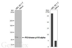Anti-PI3 kinase p110 alpha antibody [HL4042] used in Western Blot (WB). GTX642457