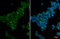 Anti-CD31 antibody [HL4073] used in Immunocytochemistry/ Immunofluorescence (ICC/IF). GTX642512