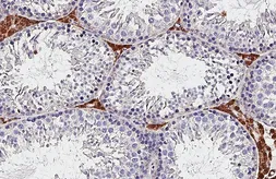 Anti-CD169 antibody [HL4079] used in IHC (Paraffin sections) (IHC-P). GTX642518