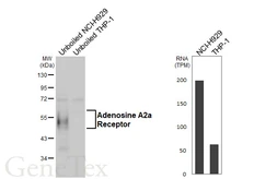 Anti-Adenosine A2a Receptor antibody [HL4086] used in Western Blot (WB). GTX642525