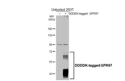 Anti-GPR97 antibody [HL4088] used in Western Blot (WB). GTX642527