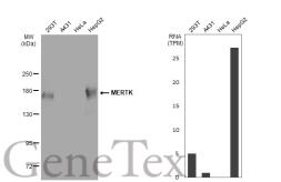 Anti-MERTK antibody [GT1061] used in Western Blot (WB). GTX64253