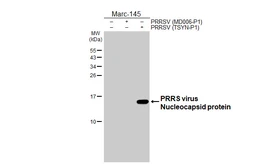 Anti-PRRS virus Nucleocapsid protein antibody [HL4100] used in Western Blot (WB). GTX642546