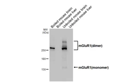 Anti-mGluR1 antibody [HL4127] used in Western Blot (WB). GTX642573