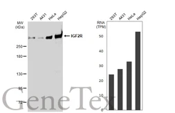Anti-IGF2R antibody [GT1078] used in Western Blot (WB). GTX64270