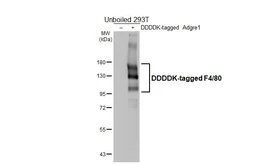 Anti-F4/80 antibody [HL4141] used in Western Blot (WB). GTX642946