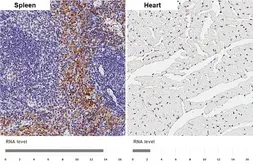 Anti-F4/80 antibody [HL4142] used in IHC (Paraffin sections) (IHC-P). GTX642947