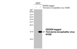 Anti-Tick-borne encephalitis virus NS2B antibody [HL4147] used in Western Blot (WB). GTX642952
