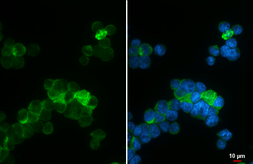 Anti-BAI1 antibody [HL4187] used in Immunocytochemistry/ Immunofluorescence (ICC/IF). GTX643001
