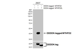 Anti-MTHFD2 antibody [HL4200] used in Western Blot (WB). GTX643023