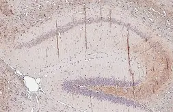 Anti-BDNF antibody [HL4205] used in IHC (Paraffin sections) (IHC-P). GTX643028