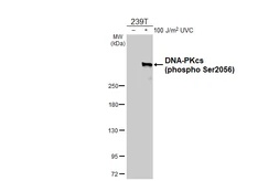 Anti-DNA-PKcs (phospho Ser2056) antibody [HL4206] used in Western Blot (WB). GTX643029