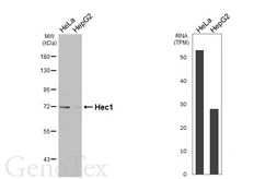 Anti-Hec1 antibody [HL4223] used in Western Blot (WB). GTX643045
