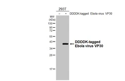 Anti-Ebola virus VP30 antibody [HL4235] used in Western Blot (WB). GTX643068