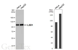 Anti-LSD1 antibody [HL4238] used in Western Blot (WB). GTX643071