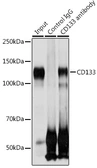 Anti-CD133 antibody used in Immunoprecipitation (IP). GTX64328