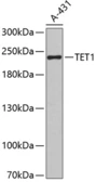 Anti-TET1 antibody used in Western Blot (WB). GTX64332