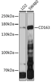 Anti-CD163 antibody used in Western Blot (WB). GTX64342