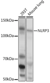 Anti-NLRP3 antibody used in Western Blot (WB). GTX64347