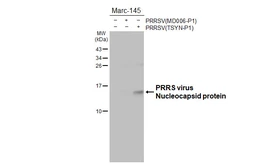 Anti-PRRS virus Nucleocapsid protein antibody [HL4256] used in Western Blot (WB). GTX643492