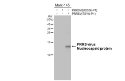 Anti-PRRS virus Nucleocapsid protein antibody [HL4257] used in Western Blot (WB). GTX643493