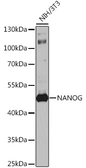 Anti-Nanog antibody used in Western Blot (WB). GTX64350