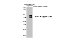 Anti-F4/80 antibody [HL4272] used in Western Blot (WB). GTX643508