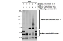 Anti-Glypican 1 antibody [HL4280] used in Western Blot (WB). GTX643520