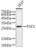 Anti-FGF2 antibody used in Western Blot (WB). GTX64354
