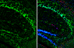 Anti-KCNAB2 antibody [GT205] used in IHC (Frozen sections) (IHC-Fr). GTX643548