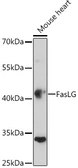 Anti-Fas Ligand antibody used in Western Blot (WB). GTX64357
