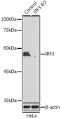 Anti-IRF3 antibody used in Western Blot (WB). GTX64358