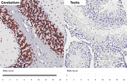 Anti-NeuN antibody [HL2550-MS] used in IHC (Paraffin sections) (IHC-P). GTX643584