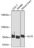 Anti-Ku70 antibody used in Western Blot (WB). GTX64359