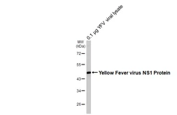 Anti-Yellow Fever virus NS1 Protein antibody [HL4344] used in Western Blot (WB). GTX643594