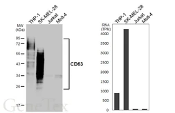 Anti-CD63 antibody [HL4361] used in Western Blot (WB). GTX643611