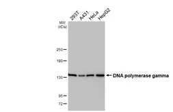 Anti-DNA polymerase gamma antibody [HL4365] used in Western Blot (WB). GTX643622