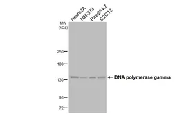 Anti-DNA polymerase gamma antibody [HL4366] used in Western Blot (WB). GTX643623