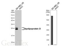 Anti-Apolipoprotein D antibody [HL4368] used in Western Blot (WB). GTX643625